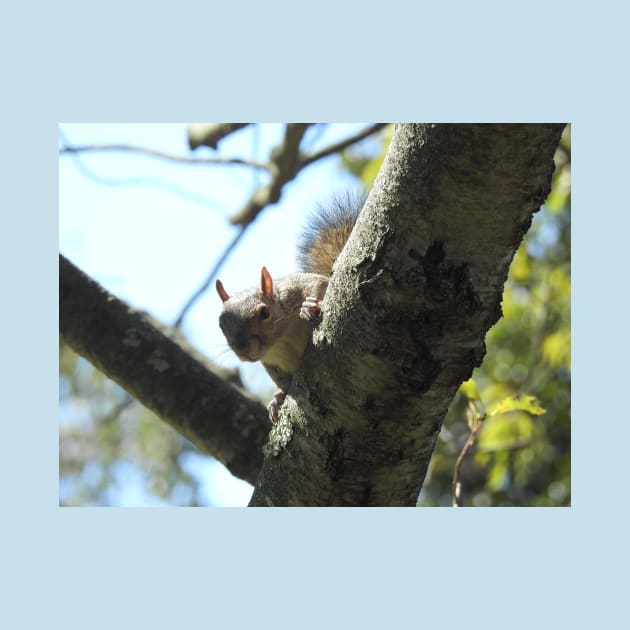 Eastern gray squirrel, wildlife photography, wild animals by sandyo2ly