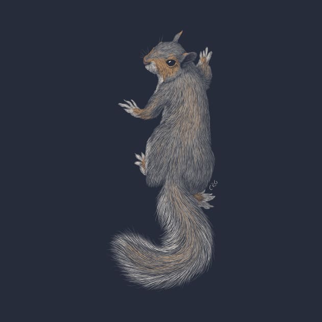 Gray Squirrel by Walking in Nature