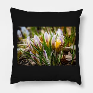 Spring Crocus 5 Pillow