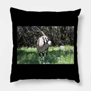 Gemsbok Pillow