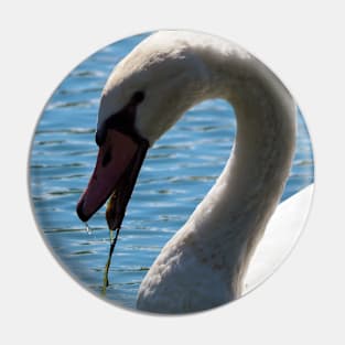 Mute Swan Up-close Eating In The Water Pin