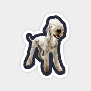 Bedlington Terrier Magnet