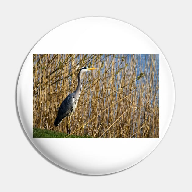 Grey Heron among the reeds Pin by Violaman