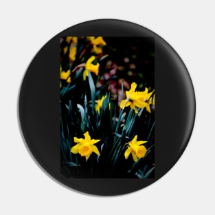 Daffodil Blooms #2 Pin