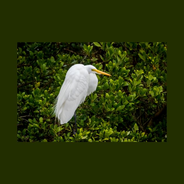 Great Egret In The Mangrove Tree by Debra Martz