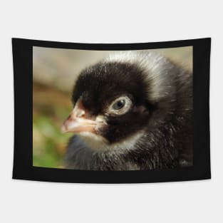 Barred Rock Chick Tapestry