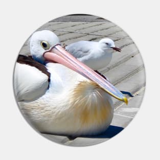 The Pelican and the Seagull! Pin