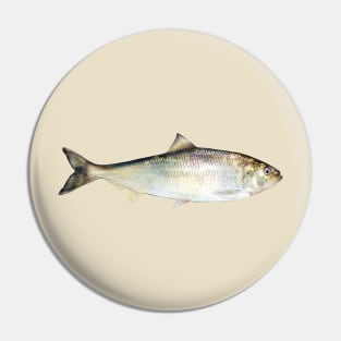 American Shad Pin