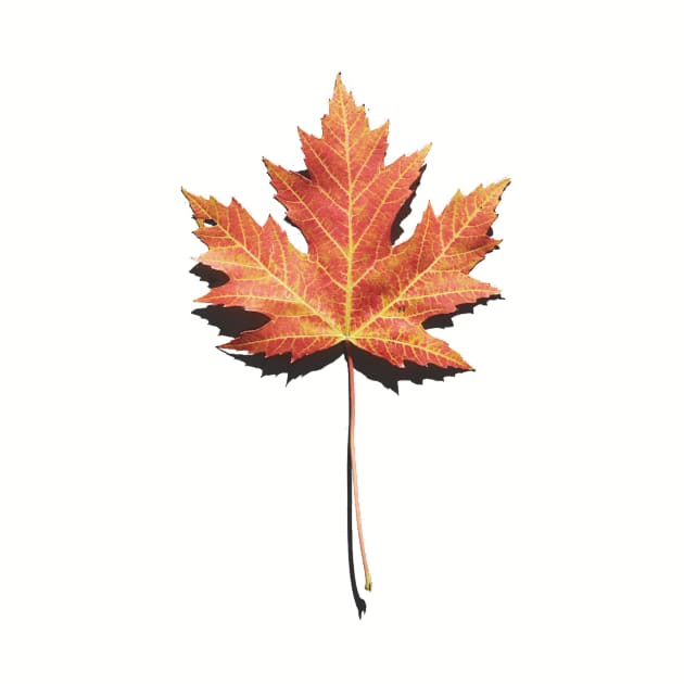 Maple Leaf Photo by bluerockproducts