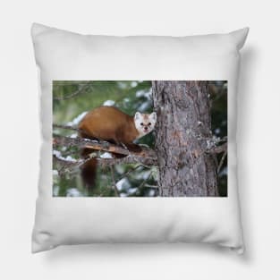 Pine Marten - Algonquin Park Pillow