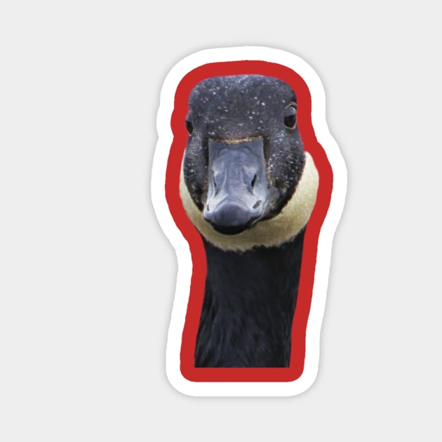 Canadian Goose Funny Portrait Magnet by KathyG'sArt