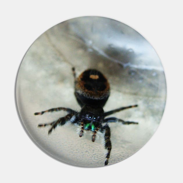 Cute Fuzzy Spider Pin by saradaboru