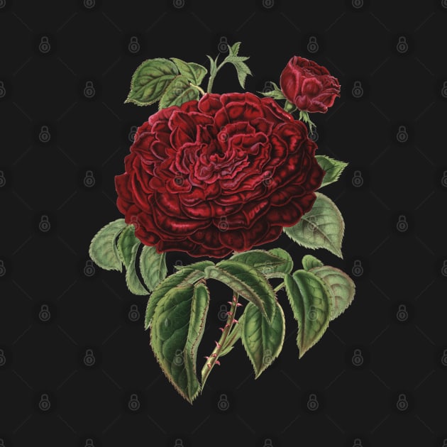 Red Rose Flower Botanical Illustration by Biophilia