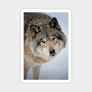 Timber Wolf Magnet