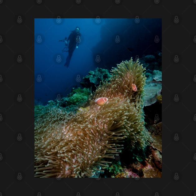 A Diver Looks On At Two Clownfish in Indonesia by jbbarnes