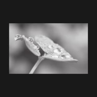 Raindrops on Woodsorrel B&W T-Shirt