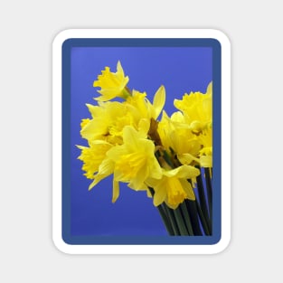 Yellow Daffodils Magnet