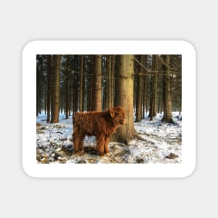 Scottish Highland Cattle Calf 1641 Magnet