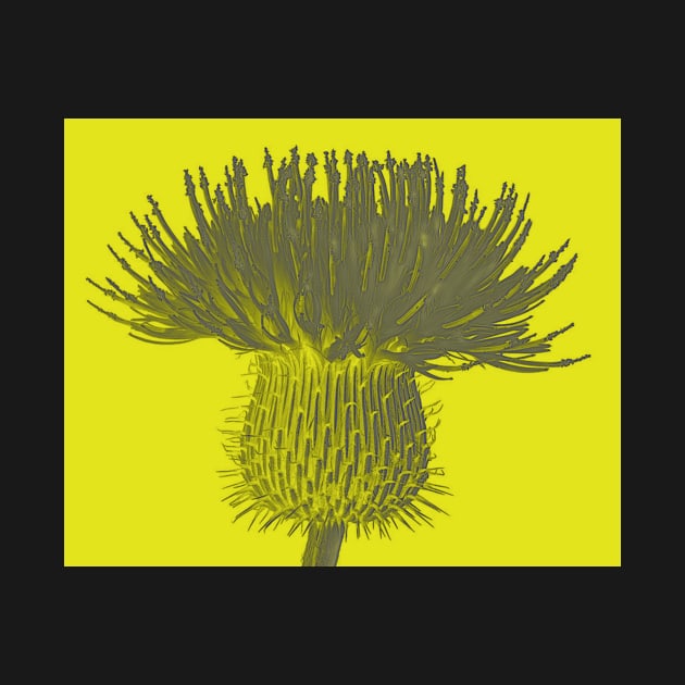 Yellow Thistle by HIghlandkings