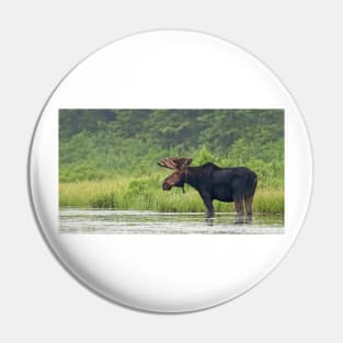 Bull Moose - Algonquin Park, Canada Pin
