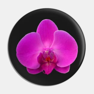 Orchid, Dorne Phalaenopsis Pin