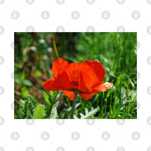 Giant Red Poppy by jojobob