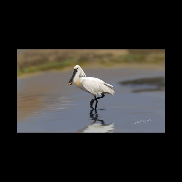 Eurasian spoonbill or common spoonbill (Platalea leucorodia) by visualangel