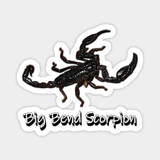 Big Bend Scorpion Magnet