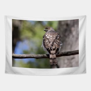 Coopers Hawk Tapestry