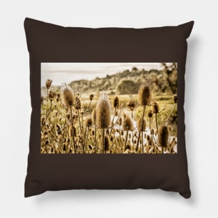 Morning Teasel 2 Pillow