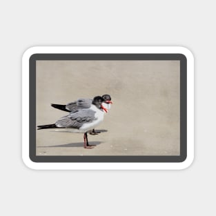 Laughing Gull Exaggerated Call Magnet