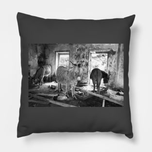 Wild Irish Donkeys Pillow