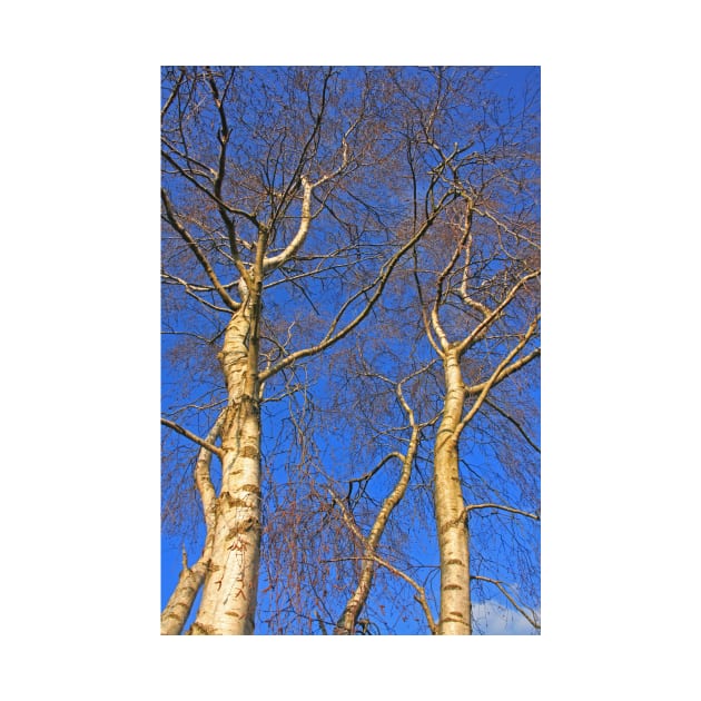 Silver Birch, Turbary Common, March 2021 by RedHillDigital