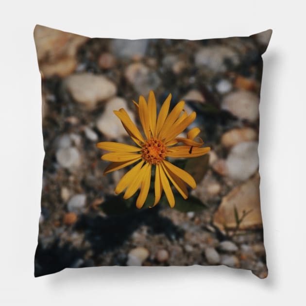 Hairy (False) Golden Aster Pillow by tessiaphoto