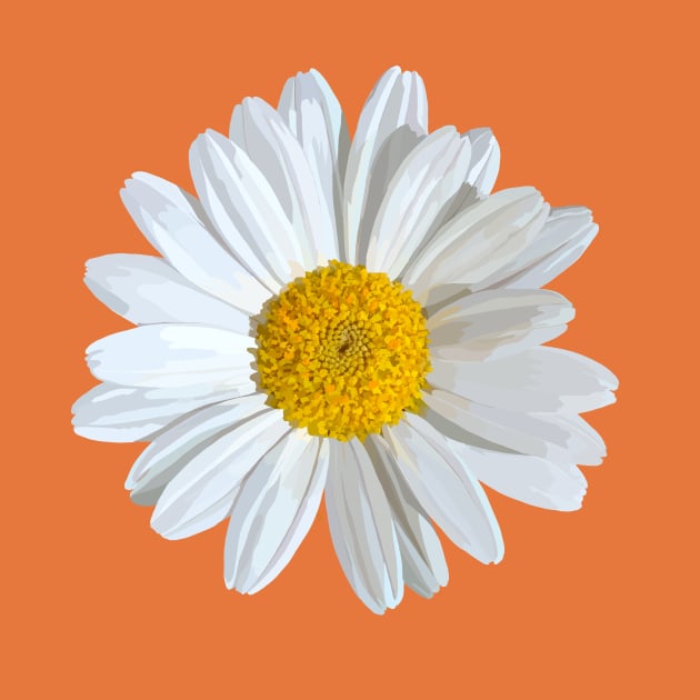 White marguerite blossom on orange by A_using_colors