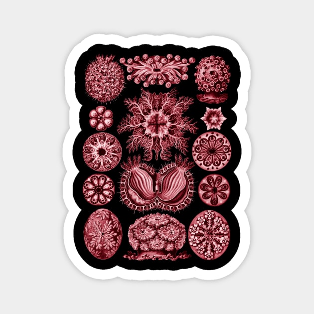 Ernst Haeckel  Ascidiae Sea Squirts Red Magnet by Scientistudio