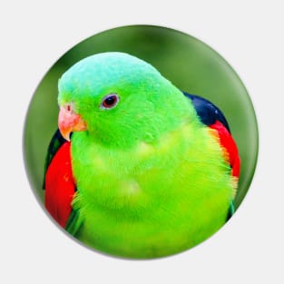 Red-Winged Parrot Pin