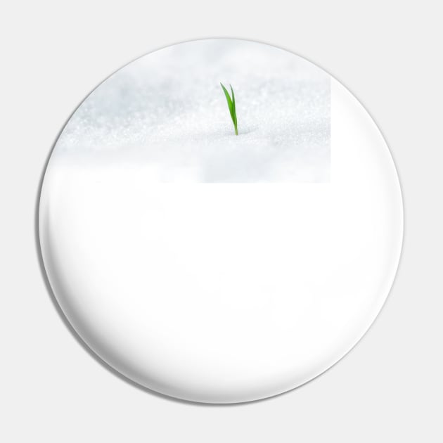 Twin green blade of grass on snow Pin by b.sergiu