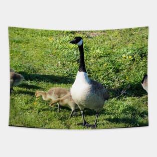 Canada Goose Parent Watching Its Goslings Tapestry