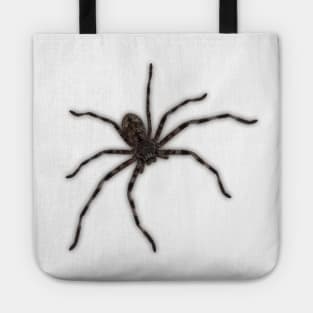 Huntsman Spider (Delena cancerides) Tote