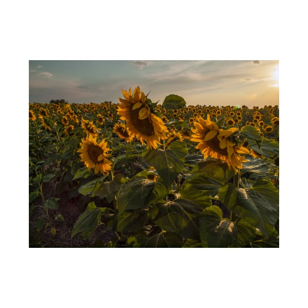 Sunflowers by algill