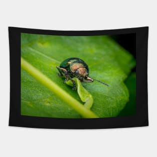 A gorgeous metallic leaf beetle (Nodina sp) munching on a leaf Tapestry