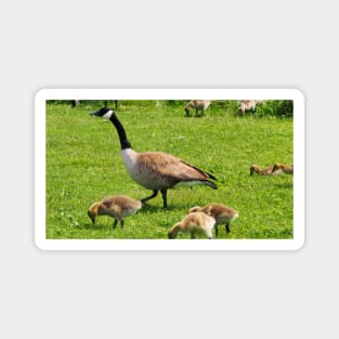 Adult Canada Goose Watching Over Its Goslings Magnet