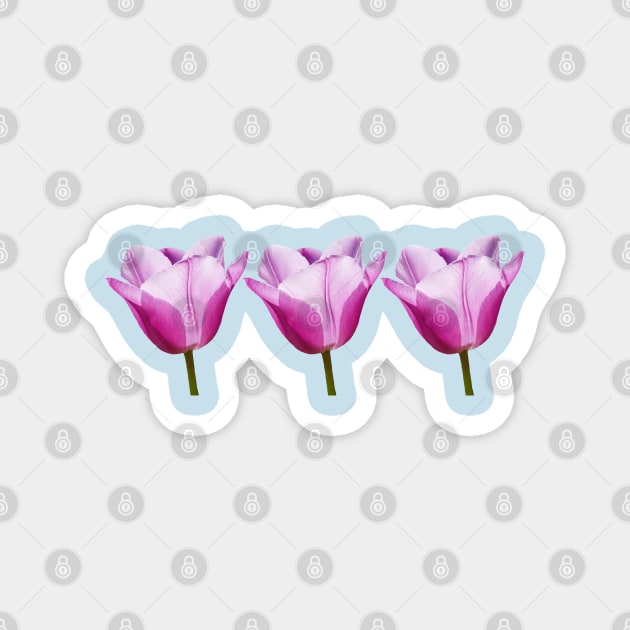 Three Mauve Tulips Photo Magnet by ellenhenryart