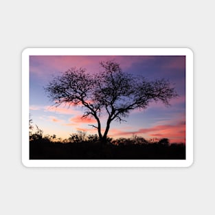 Sunrise Tree Silhouette in Kruger National Park, South Africa Magnet