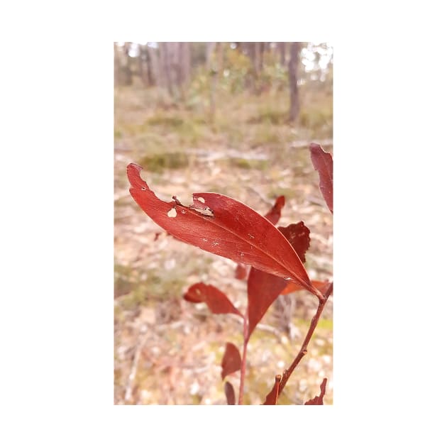 Red Eucalypt Leaves, Stawell by AstroRisq