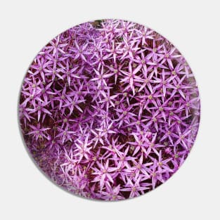 Purple Allium Flowers Pin