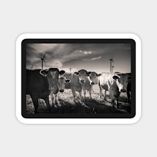 Carnsore Point Cows Magnet