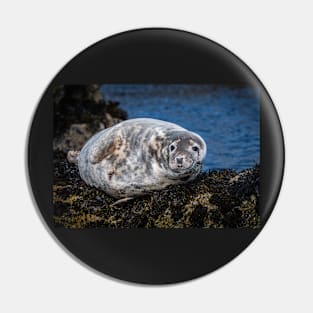 Grey Seal on the Rocks Pin