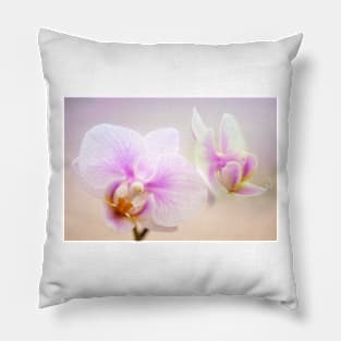 Phalaenopsis 'Sweetheart' orchid flowers (C022/6745) Pillow